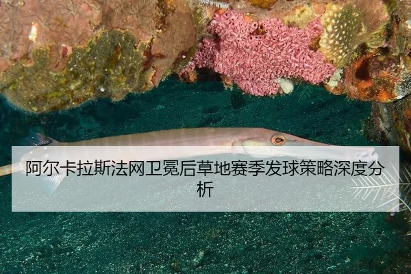 a-er-ka-la-si-fa-wang-wei-mian-hou-cao-di-sai-ji-fa-qiu-ce-lve-shen-du-fen-xi-2-445.jpg